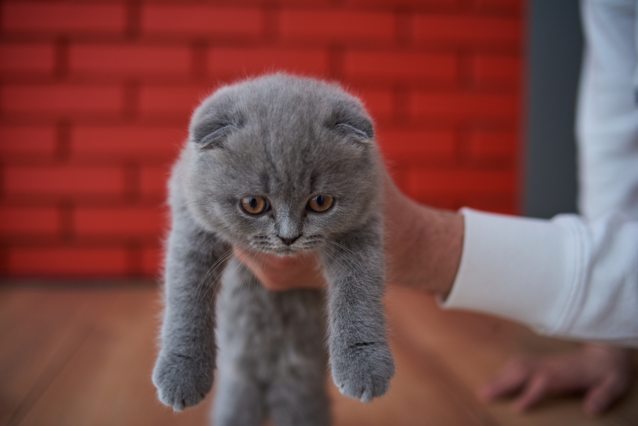 Scottish Fold Kitten