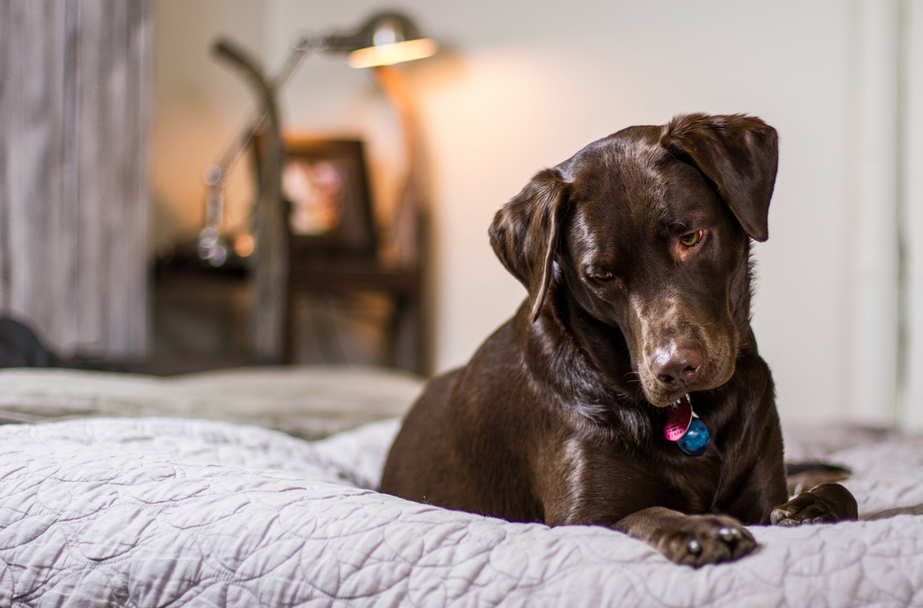 A chocolate Labrador laying on a bed