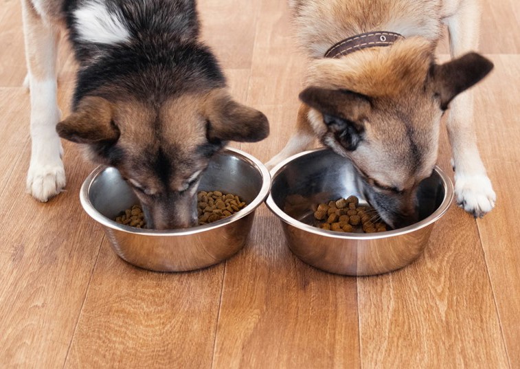 How to stop your dog from eating too fast