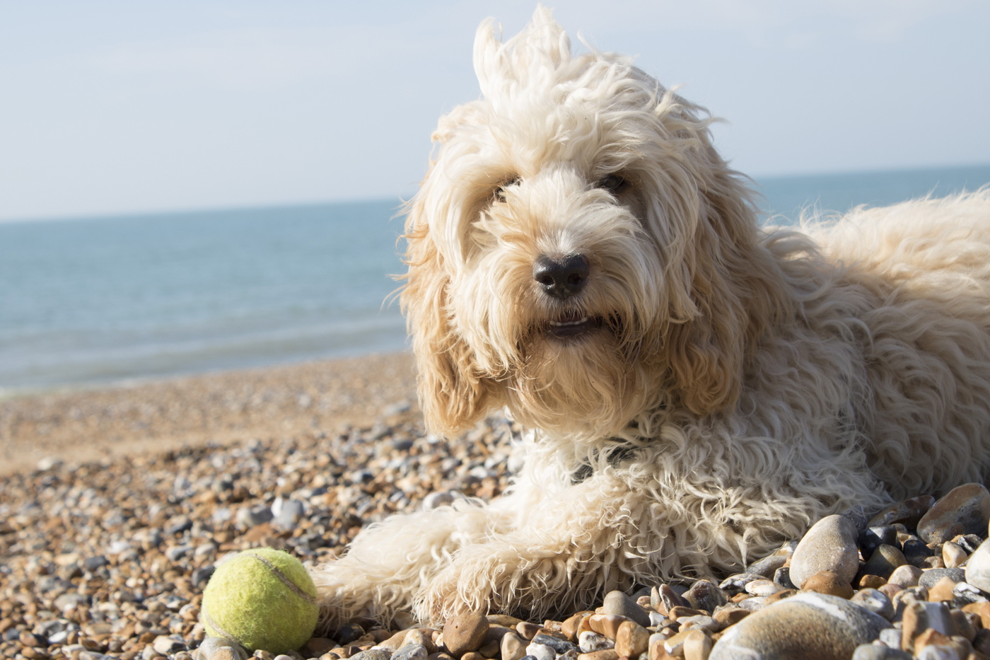 A fluffy Cockapoo breed of dog laying down with a tennis ball on a pebbly bech