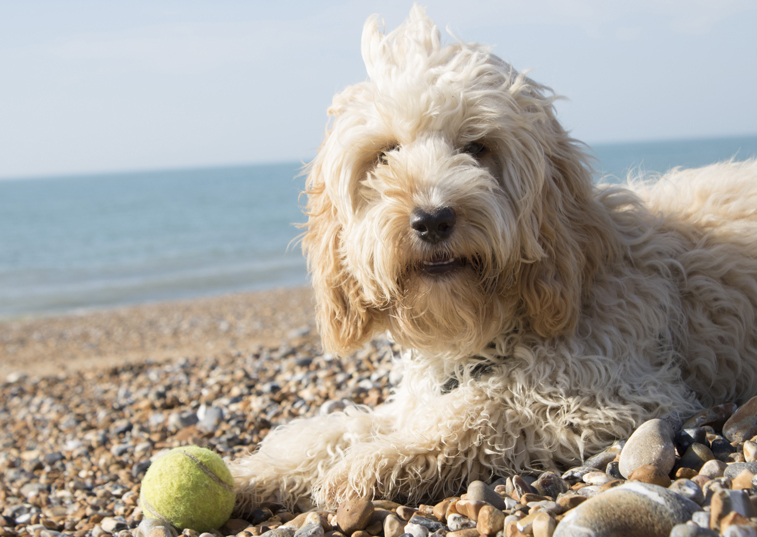 Cockapoo