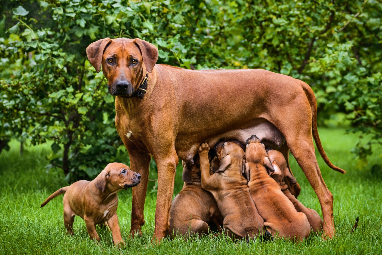 Puppies drinking milk from mother