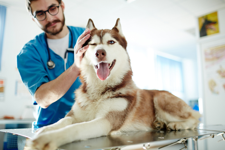 A dog with CDS on a vets table panting being inspected by the vet