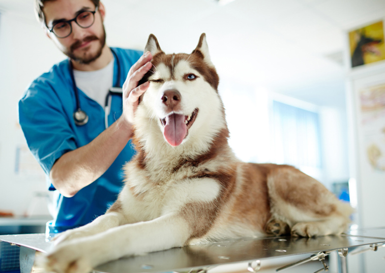 Vet Inspection