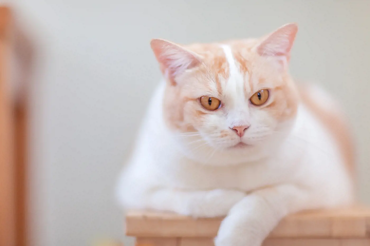 A pregnant cat laying on-top of a table