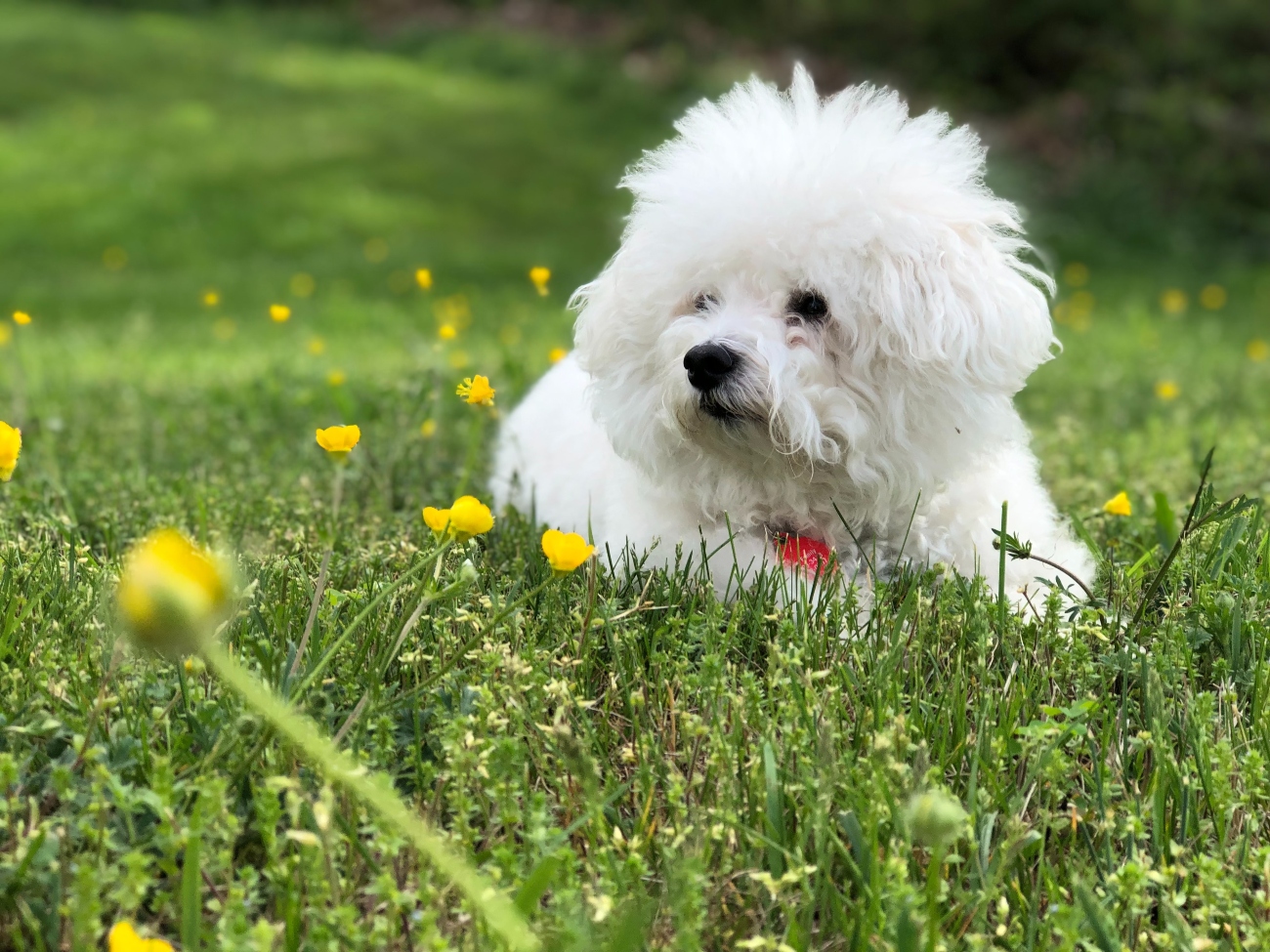 Bichon Frise