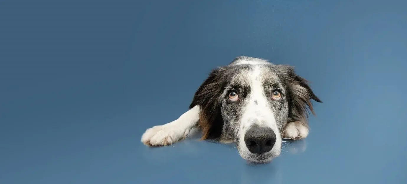 dog with anxiety laying down