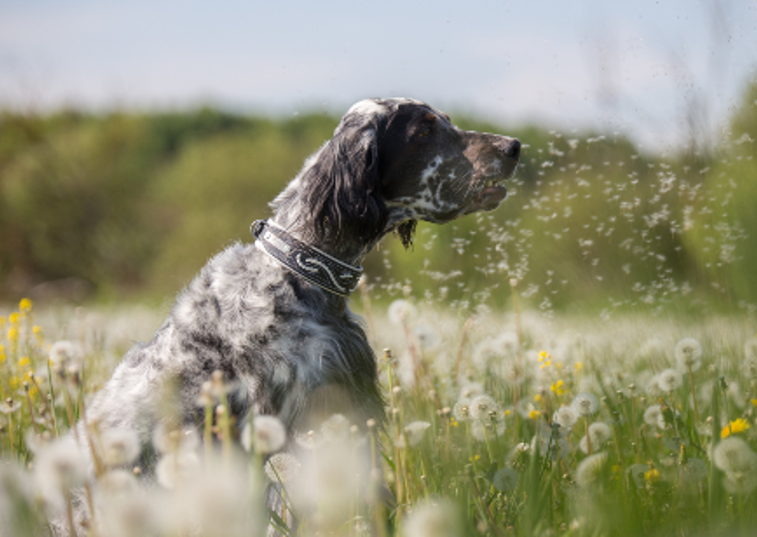 dog sat in a field of flowers