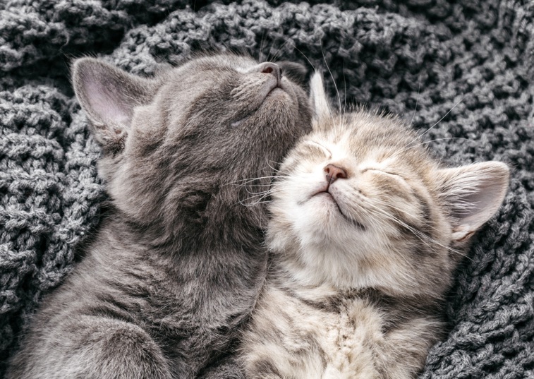 Kittens sleeping