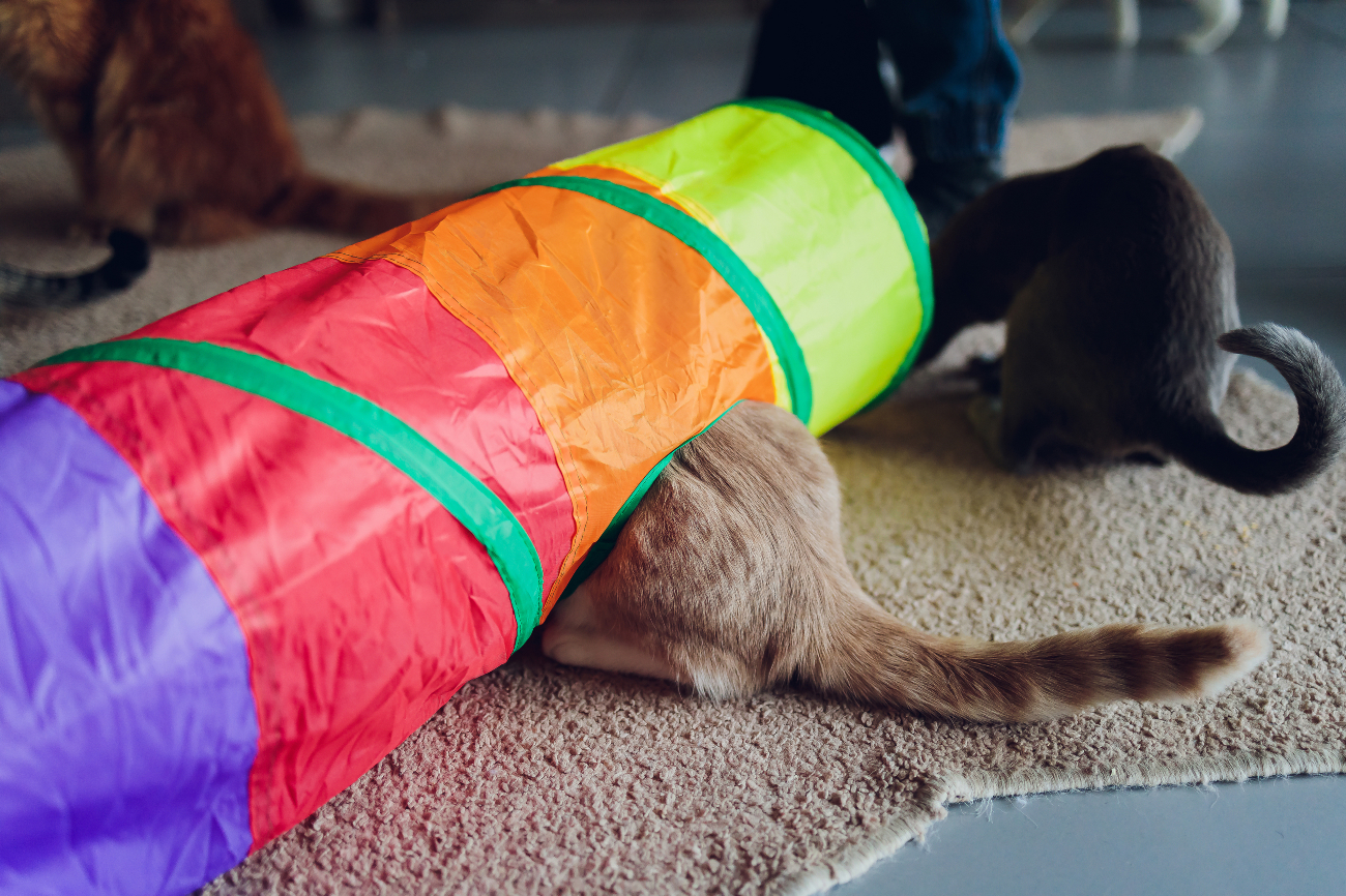 a cat sat in a rainbow tunnel