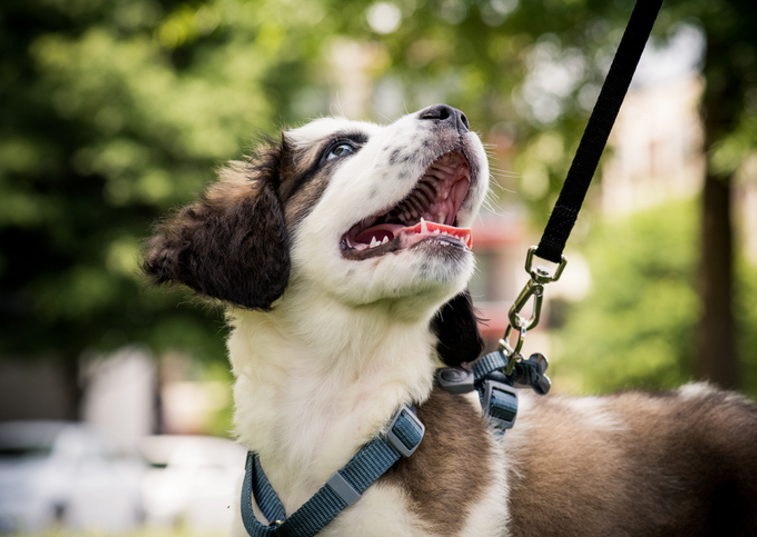 Happy dog on harness