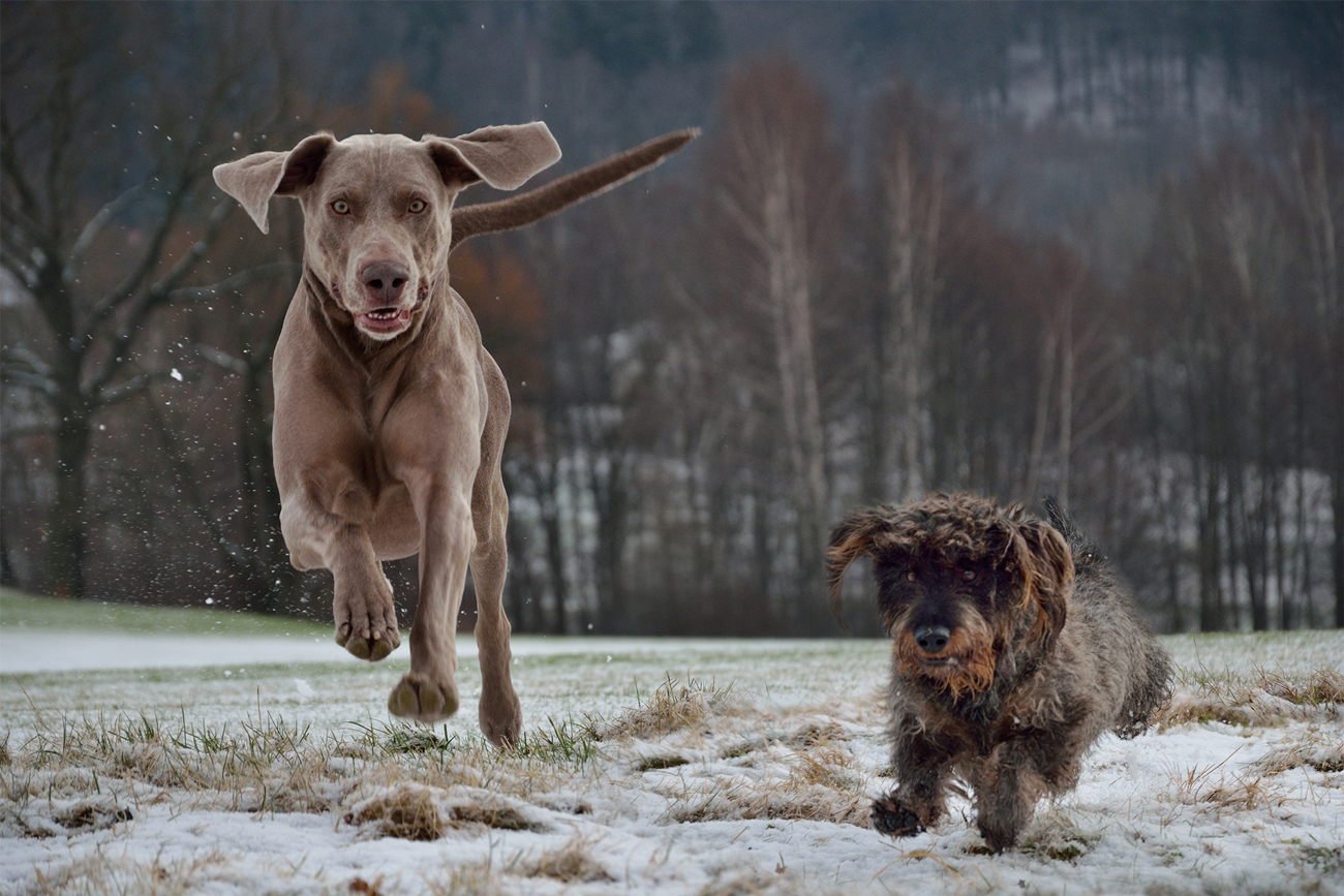 A Weimaraner and a small dog running across a snowy field