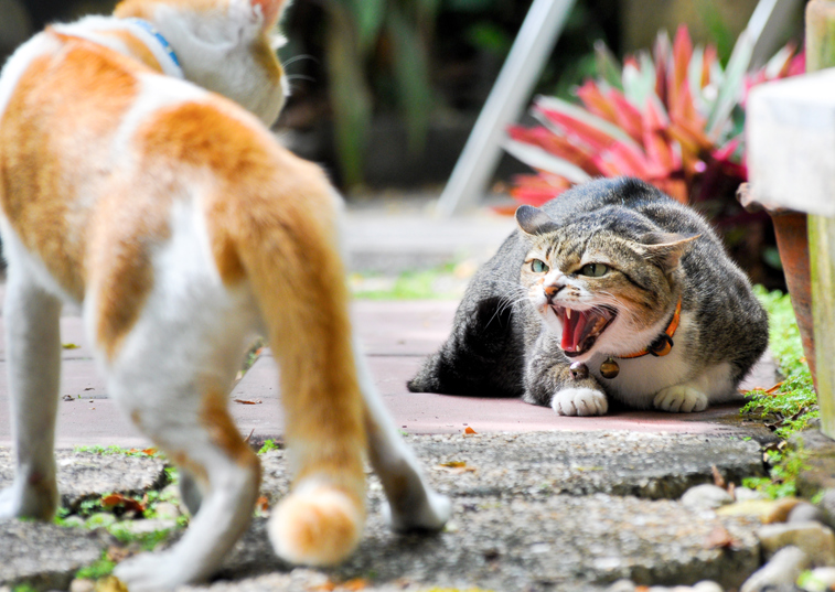 cats hissing at eachother