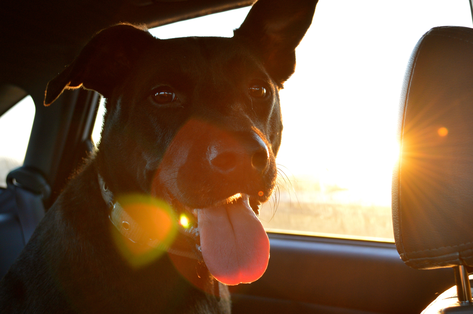 A dog travelling in a car with the sun shining in the background