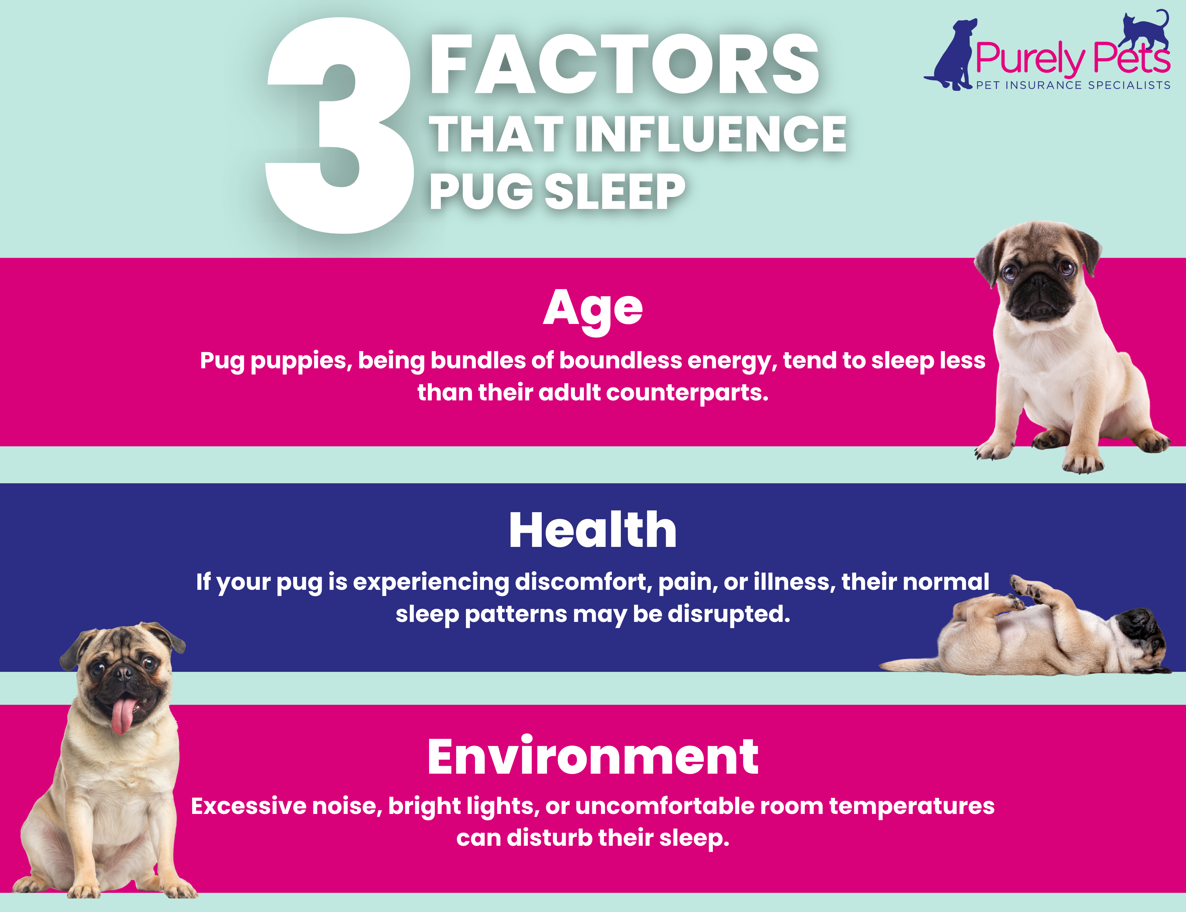 What factors influence a Pugs sleep? Infographic