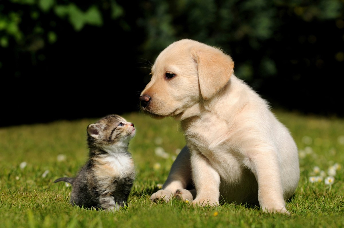 A puppy and a kitten sitting outside in a well kept garden on a sunny day