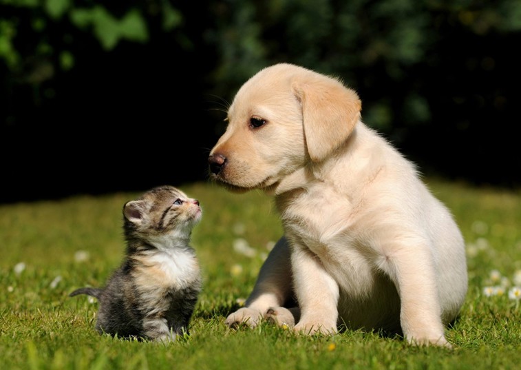 A puppy and a kitten sitting in a garden on a sunny day staring at each other 