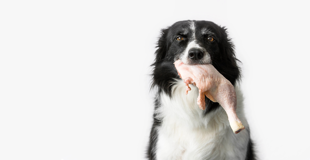 dog biting a chicken leg