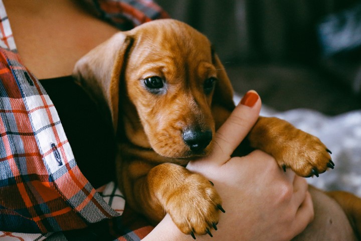 Puppy with owner