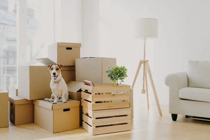 Dog on top of storage boxes