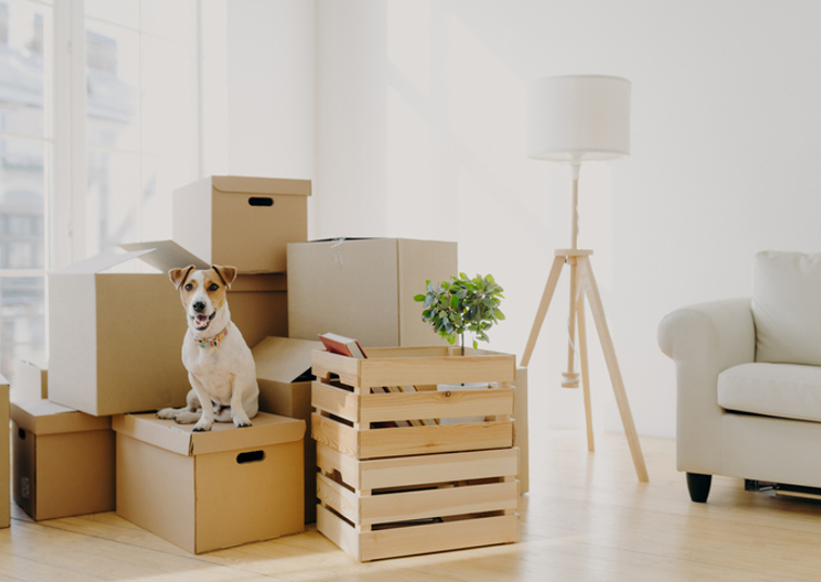 Dog on top of storage boxes