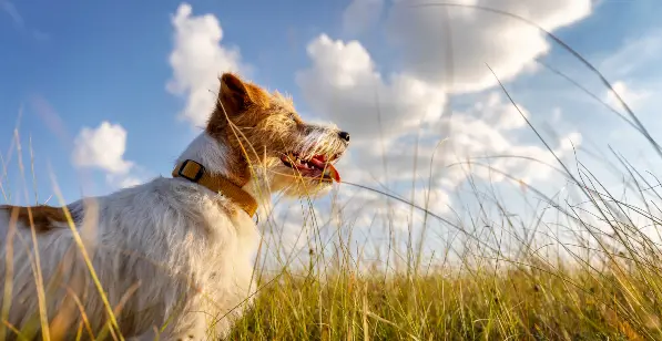 brown and white dog peering at the sky