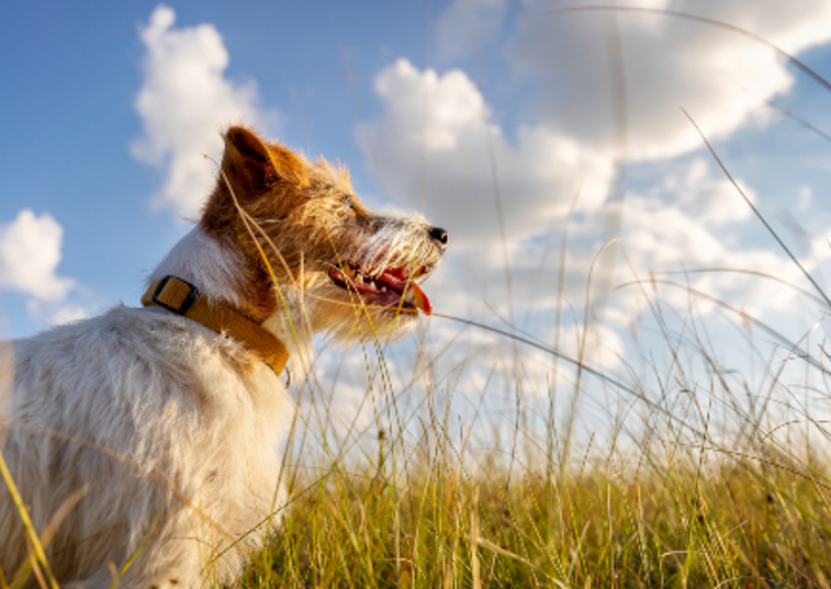 brown and white dog peering at the sky