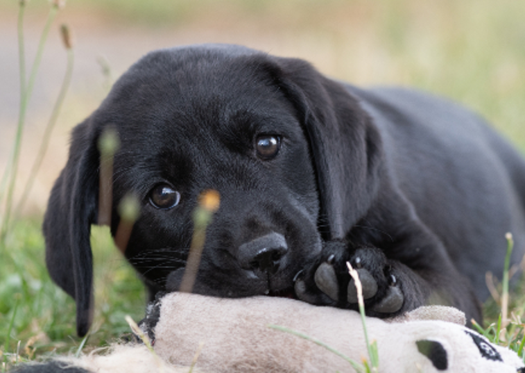 black labrador puppy biting a toy