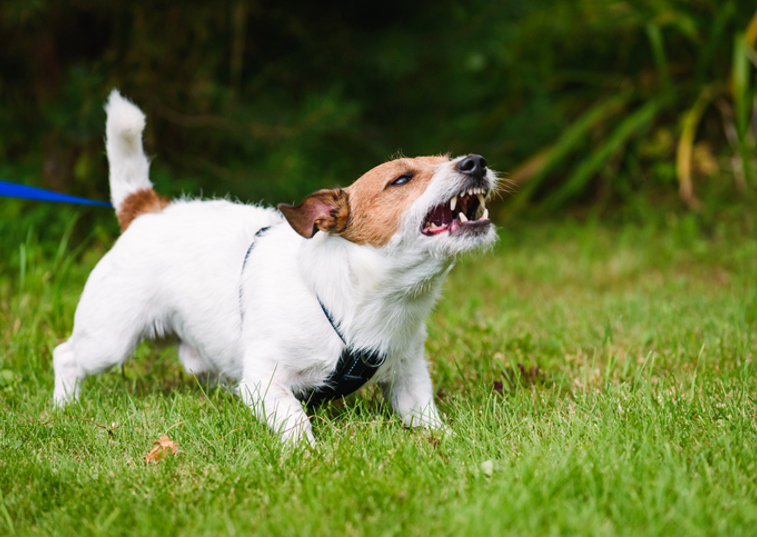 A dog on lead barking