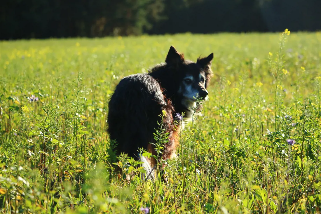 A dog looking back in a long grassed field at sunset