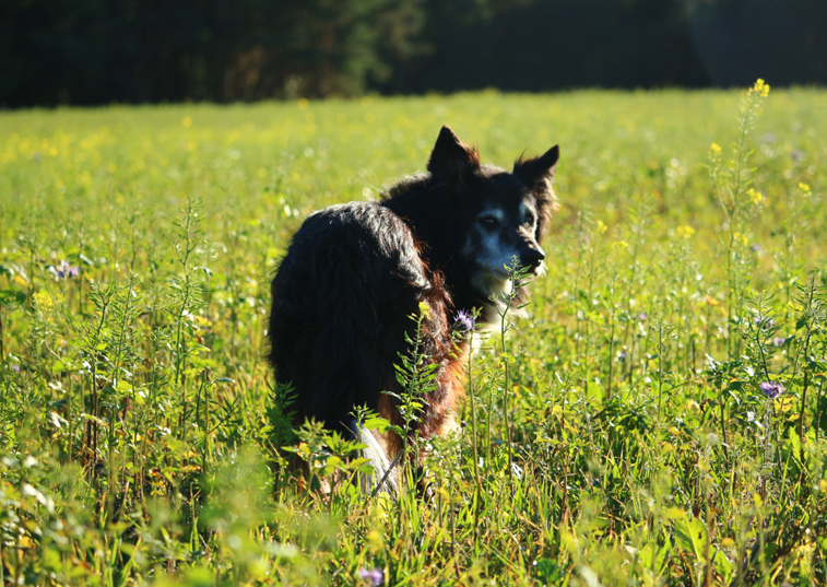 A dog looking back in a long grassed field at sunset