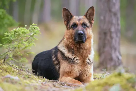 german shepherd laying on the grass