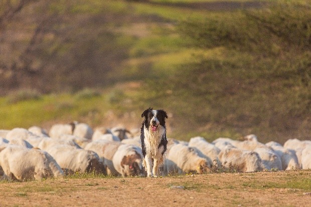 search and rescue dog