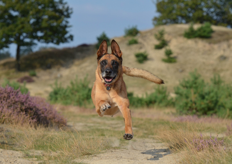 dog running