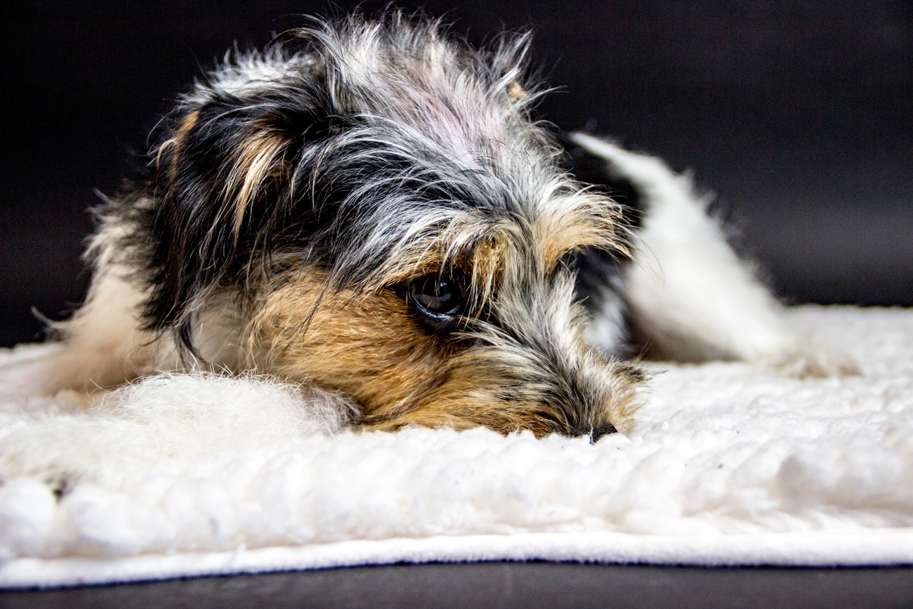 A dog laying on its bed looking sad