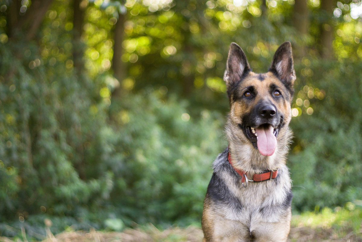 A German Shepherd dog sitting and panting while on a walk in woodlands