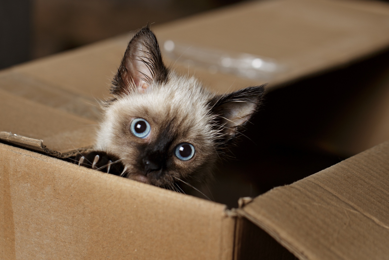 kitten hiding in a box