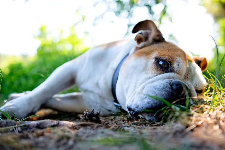 white dog laying in the mud