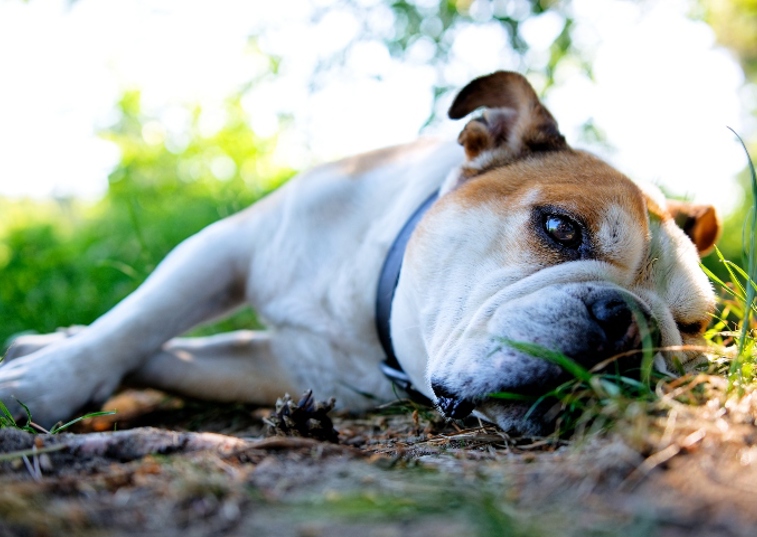 white dog laying in the mud