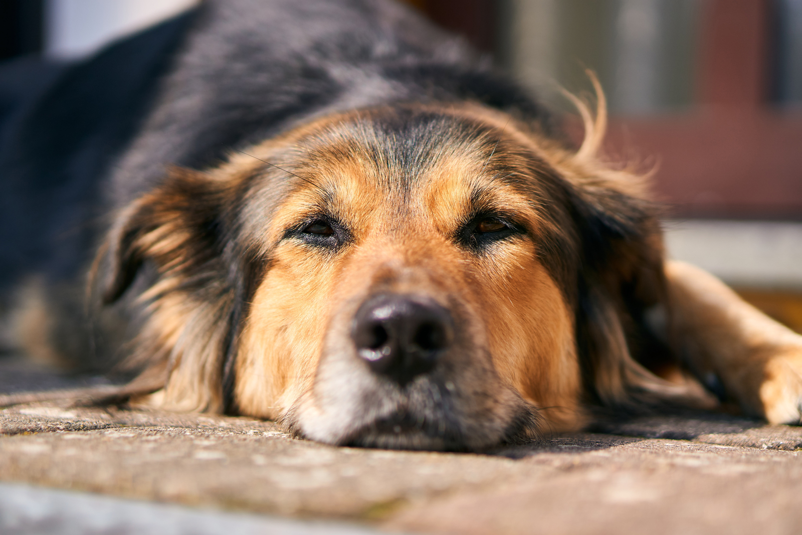 A dog laying down outside with its chin on the floor looking sad