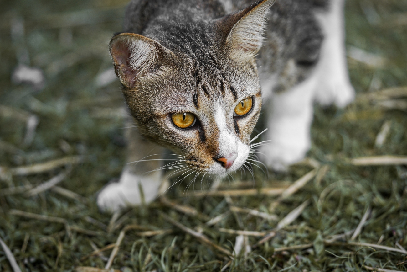 Cat With Orange Eyes Prowling