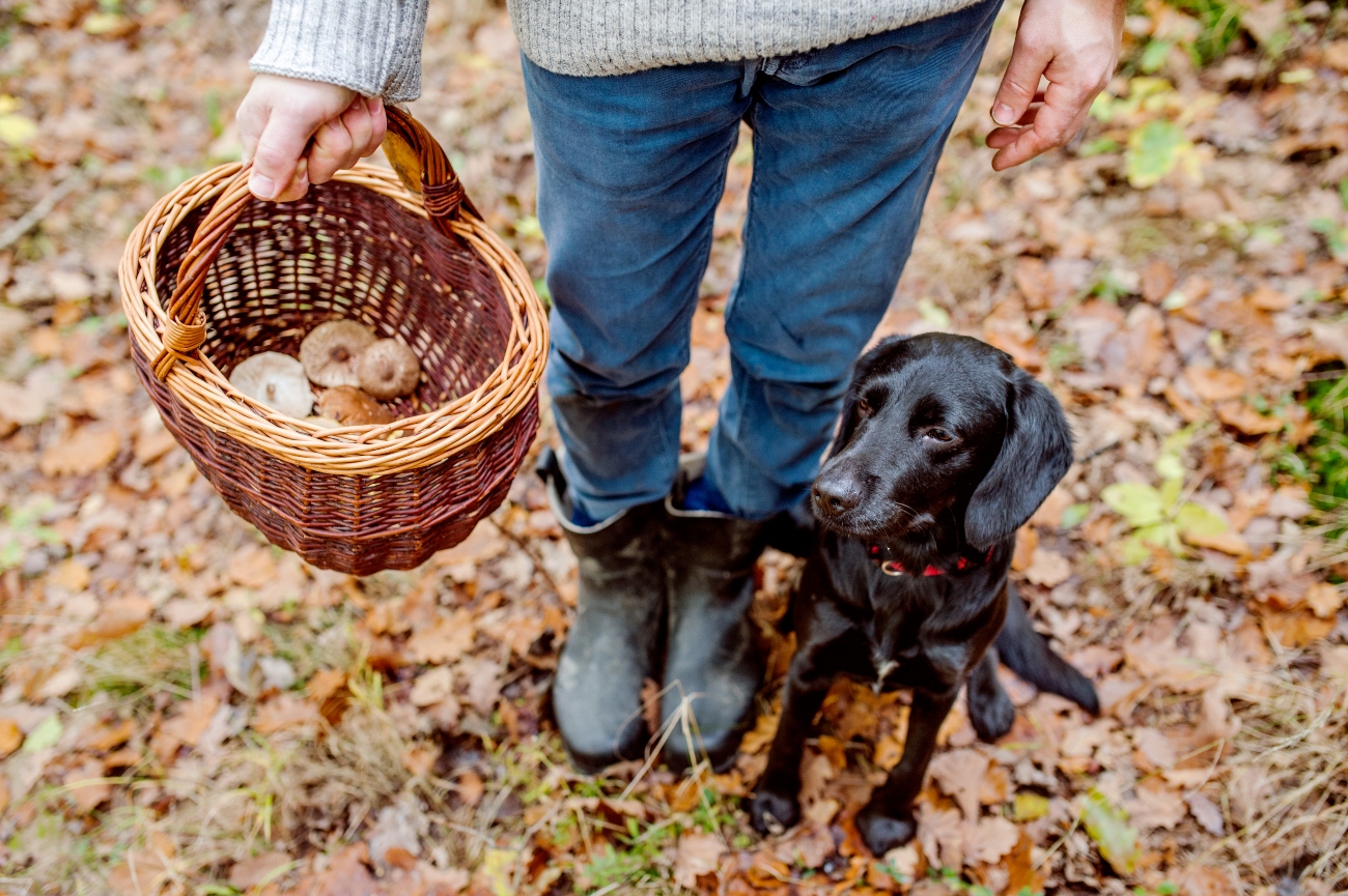 person holding basket of mushrooms