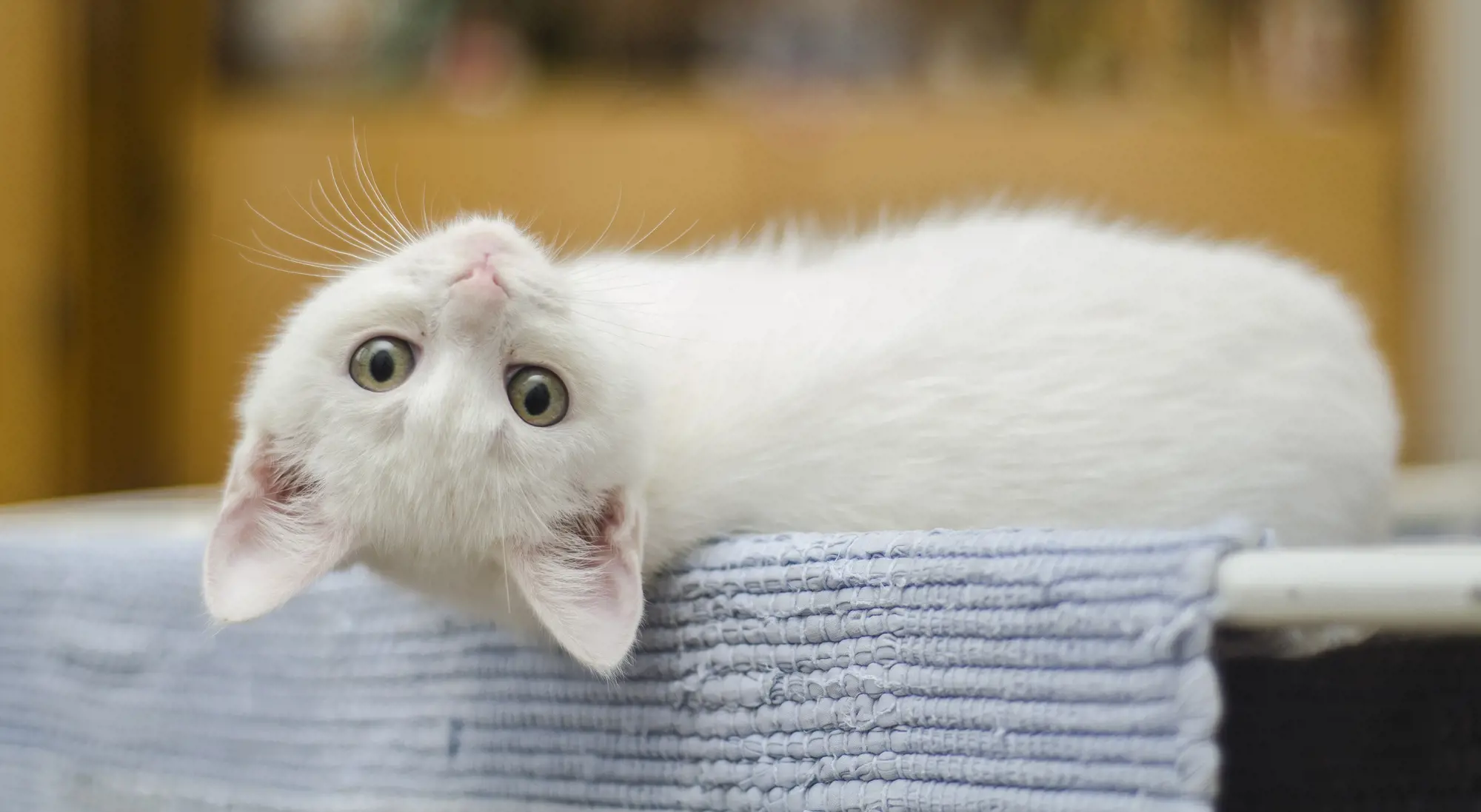 Sounds of nature played to cats in shelter during lockdown