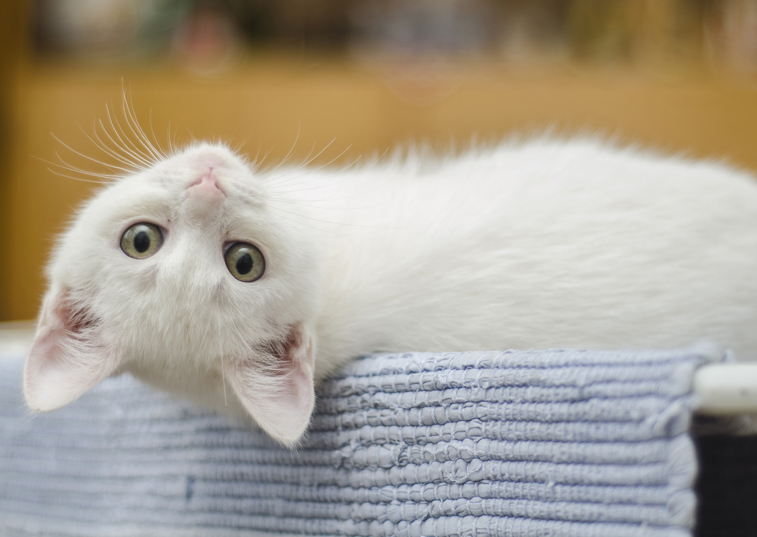 Sounds of nature played to cats in shelter during lockdown