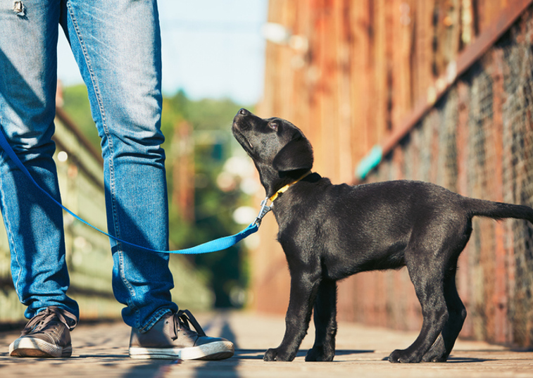 dog on a leash