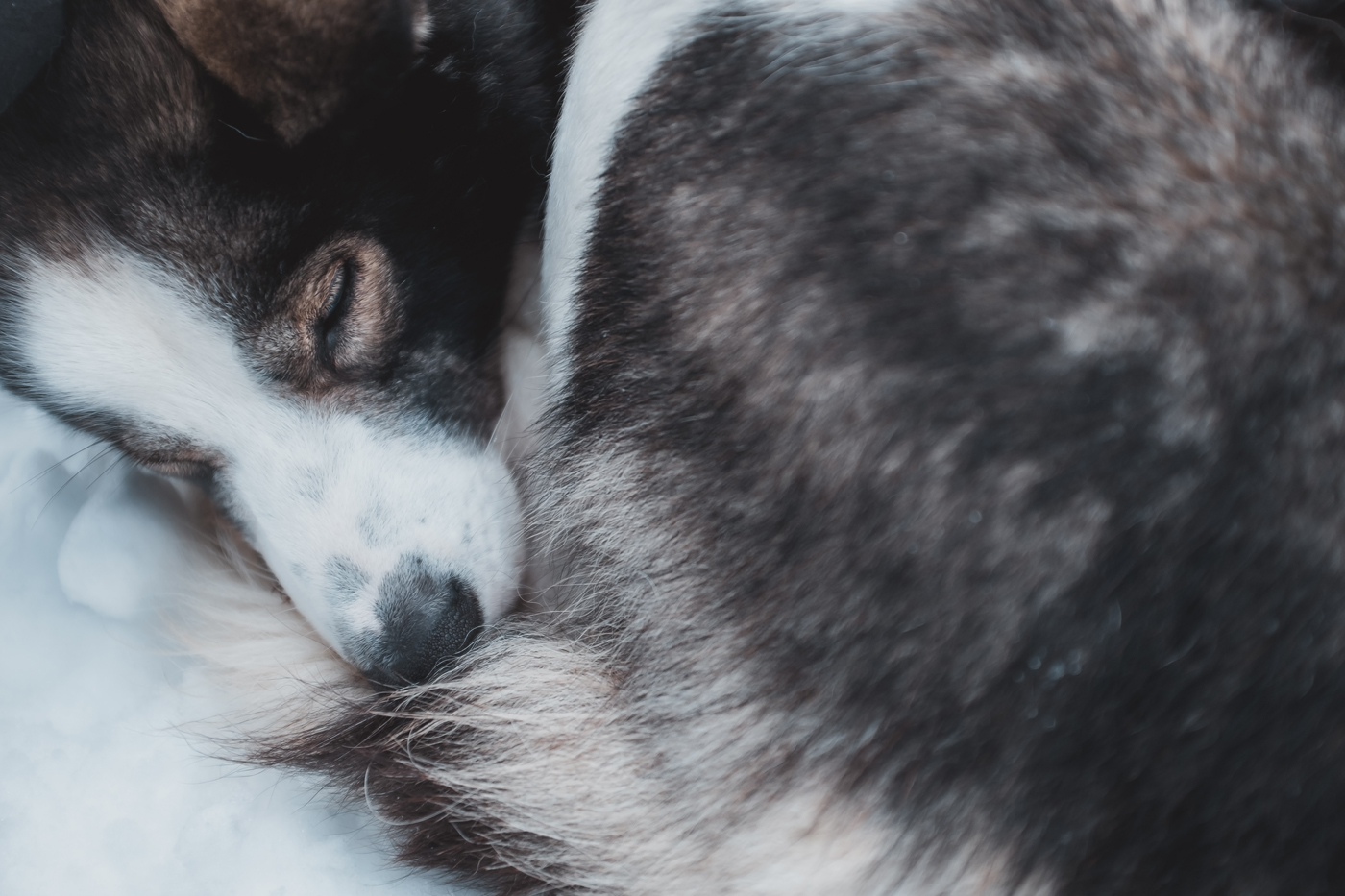 A husky sleeping in a doughnut position