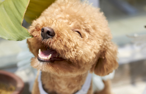 A poodle panting while sitting outside in the sun