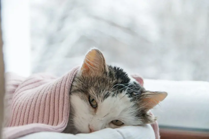 cat wrapped in a blanket