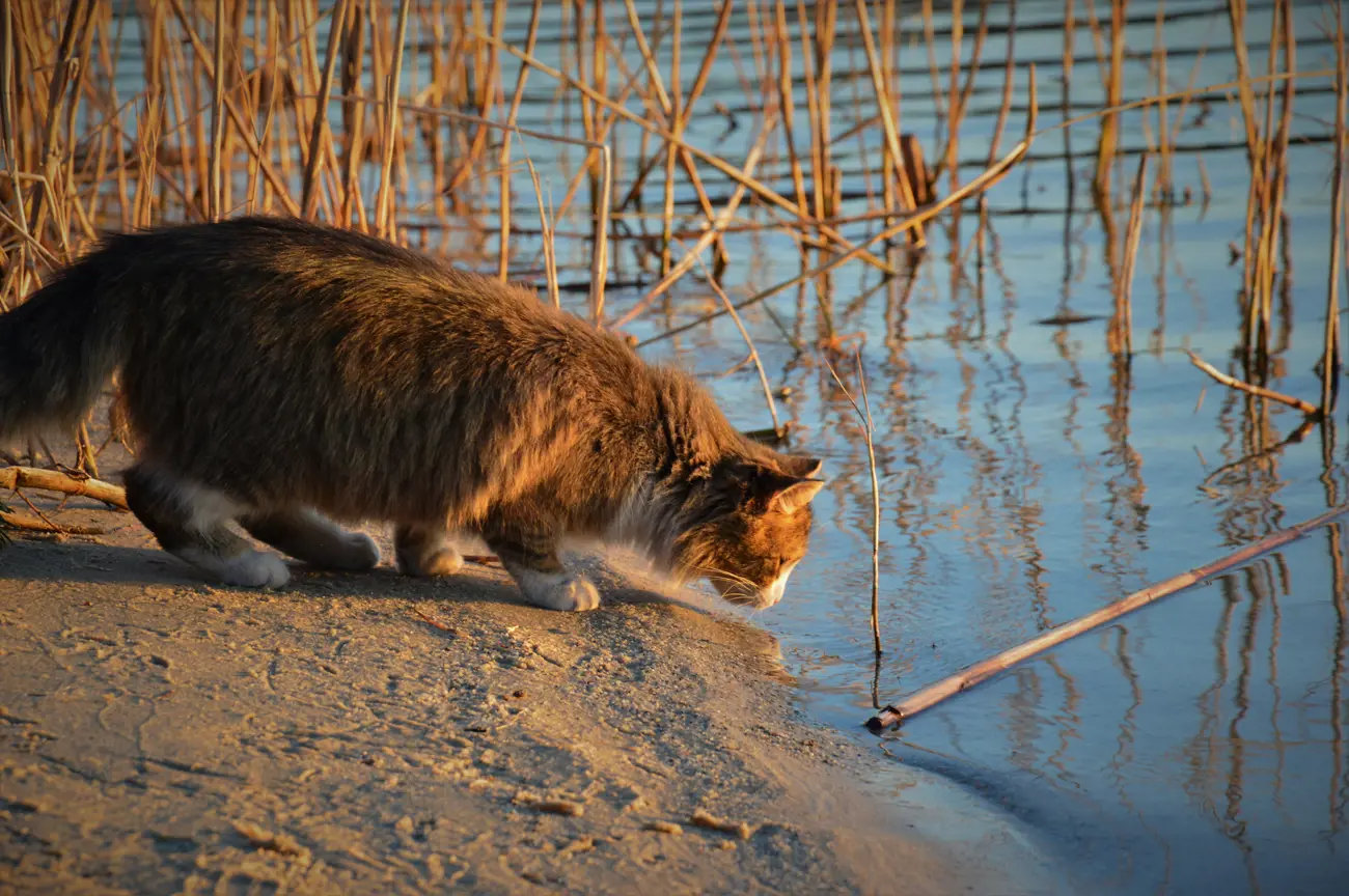 A cat standing on the edge of a lake investigating the water