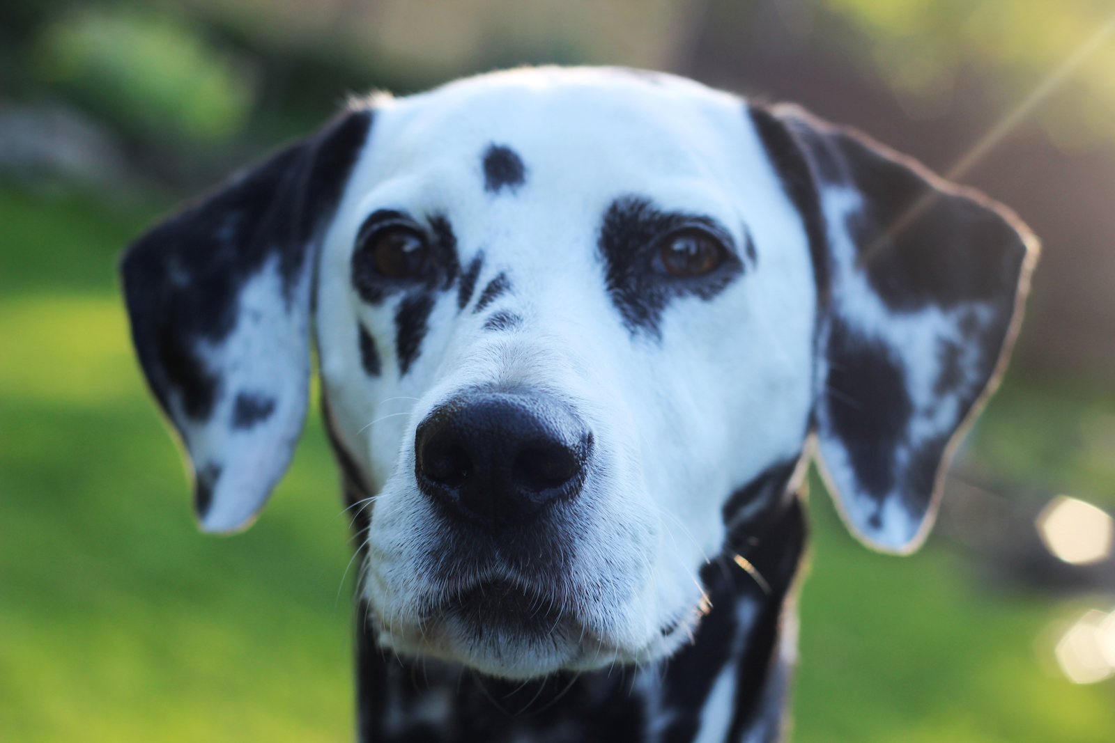 A close up of the faec of a Dalmation